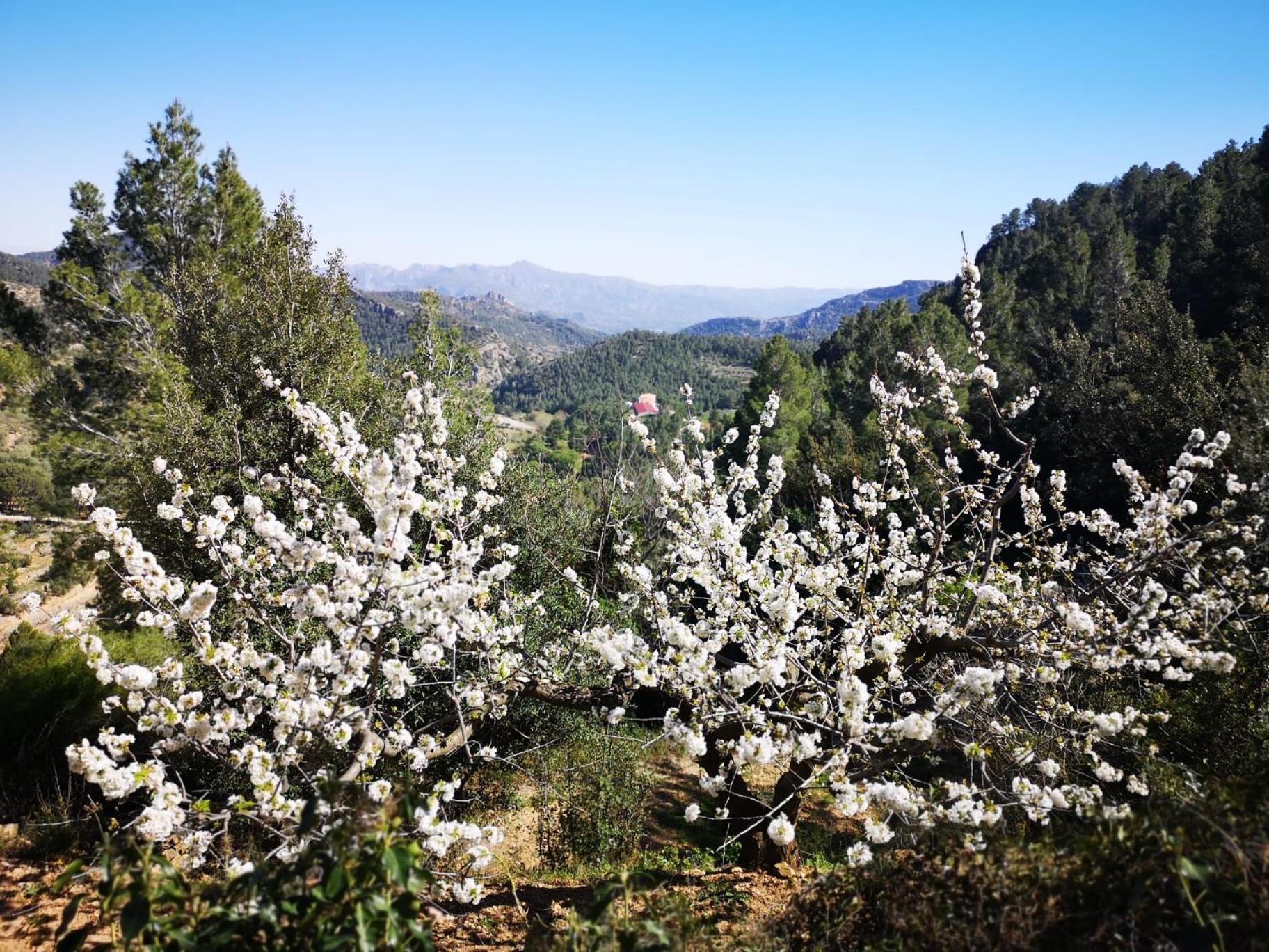 L'Antic Forn de Paüls Villa Dış mekan fotoğraf