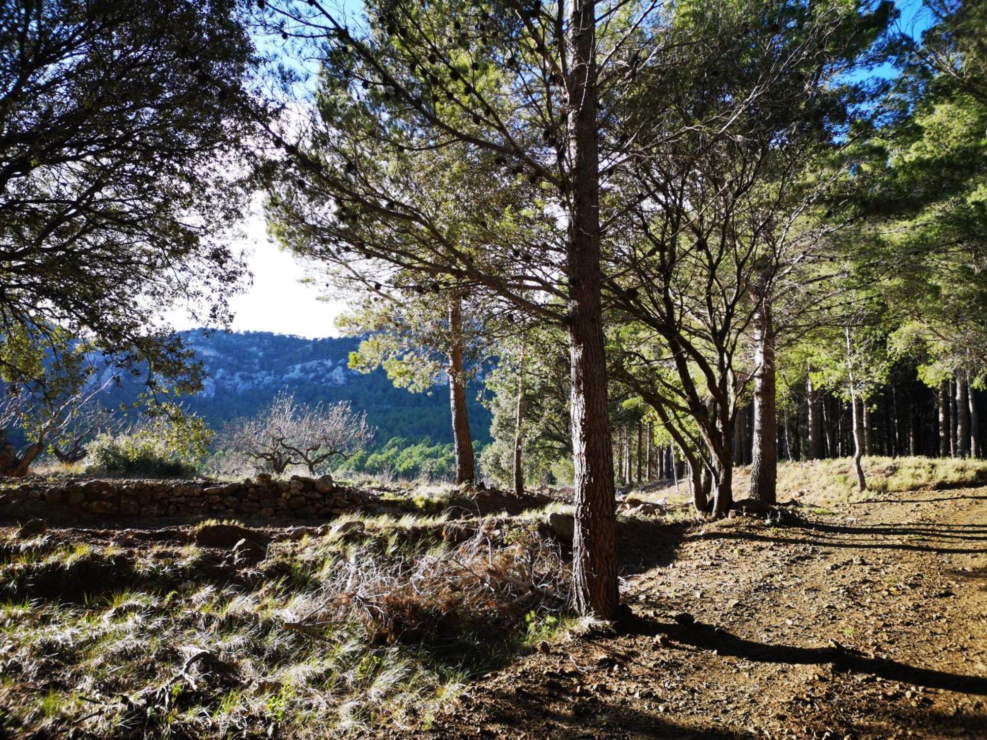 L'Antic Forn de Paüls Villa Dış mekan fotoğraf
