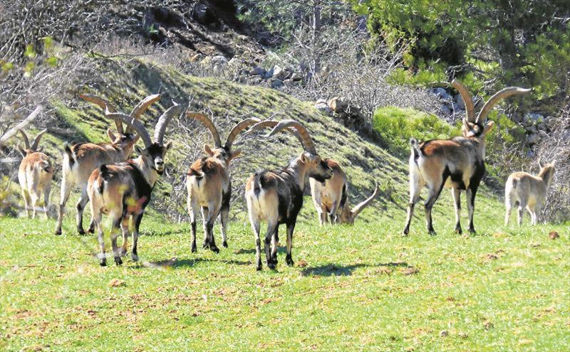 L'Antic Forn de Paüls Villa Dış mekan fotoğraf